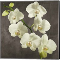 Framed 'Orchids on Grey Background I' border=