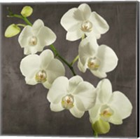 Framed Orchids on Grey Background I
