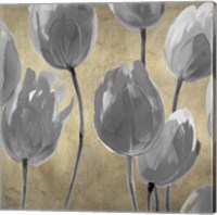 Framed 'Grey Tulips I' border=