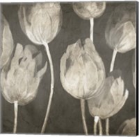 Framed 'Washed Tulips I' border=