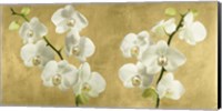 Framed Orchids on a Golden Background