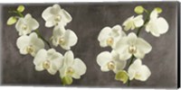 Framed Orchids on Grey Background