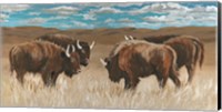 Framed Bison Herd II