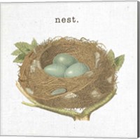 Framed 'Spring Nest III Nest' border=