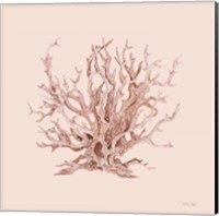 Framed Pink Coral I