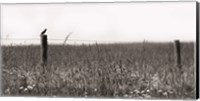 Framed Country Field