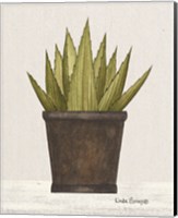 Framed 'Potted Aloe Vera' border=