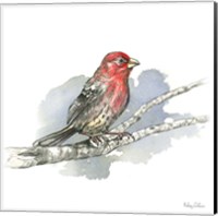 Framed 'Birds & Branches IV-House Finch' border=