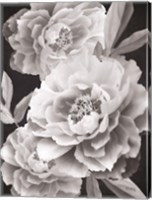 Framed Black and White Peonies