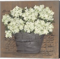 Framed Heavenly Hydrangeas II