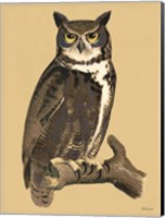 Framed Great Owl