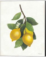 Framed 'Lemon Branch III' border=