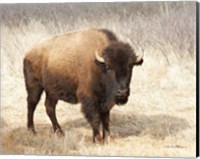 Framed American Bison II