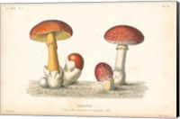 Framed French Mushrooms I