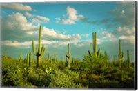 Framed Saguaros No. 2