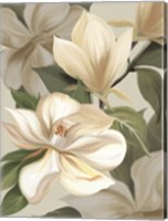 Framed Magnolia Blossoms I