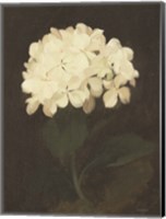 Framed Vintage White Hydrangea
