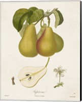 Framed Vintage Pears V