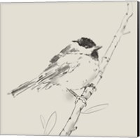 Framed Black Capped Chickadee I