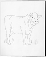 Framed Limousin Cattle I