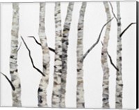 Framed Birch Trees II