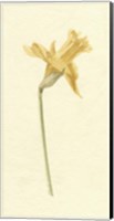 Framed Vintage Daffodil II
