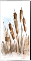 Framed Watercolor Cattail Study II