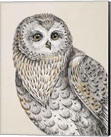 Framed Beautiful Owls IV Vintage