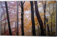 Framed October Trees