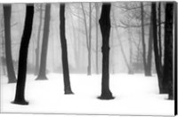 Framed Winter Fog