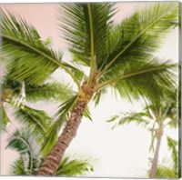 Framed 'Bright Oahu Palms II' border=