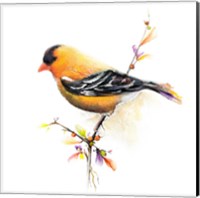 Framed 'Watercolor Chickadee III' border=