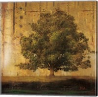 Framed Aged Tree I