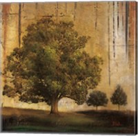 Framed Aged Tree II
