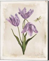 Framed Antiquarian Blooms III Purple