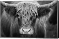Framed Cow Nose BW