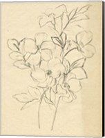 Framed Contour Flower Sketch I