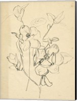 Framed Contour Flower Sketch II