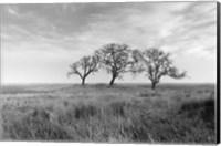 Framed Coastal Oak Series No. 40