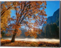 Framed Autumn Oak Sunrise & Fog