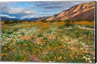 Framed Desert Wildflowers in Henderson Canyon