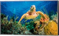 Framed Hawksbill Turtle Wwimming through Caribbean Reef