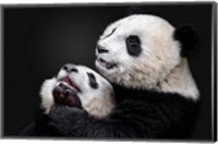Framed Pandas