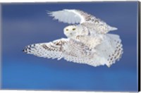 Framed Flight of the Snowy Owl