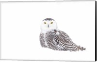 Framed Snowy Owl in Winter Snow