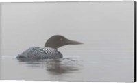 Framed Common Loon in Early Morning Fog