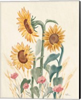 Framed 'Sunflower Season IX Bright' border=