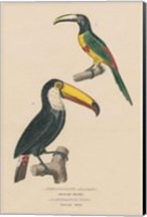 Framed Toucan Study