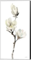 Framed White Magnolia I