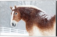 Framed Snowy Draft Horse